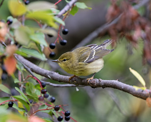 Blackpoll Warbler in fall plumage