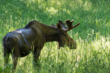 wild bull moose animal in tall green grass 