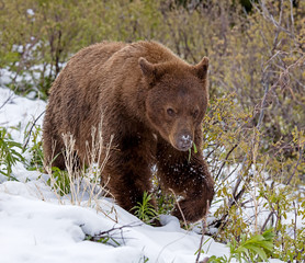 American Black Bear