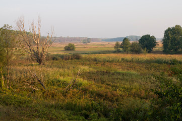 Early morning in the green meadow and trees and bushes far away. Summer landscape