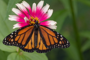 Monarch Butterfly