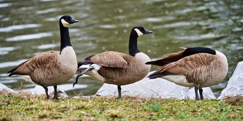 Geese