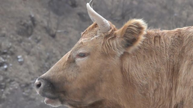 face of bull close-up, slowly opens mouth, stretched lips, appearance teeth, tongue, saliva in mouth. Unexpected effect, as concept of surprise rough speech. Super slow motion 1000 fps
