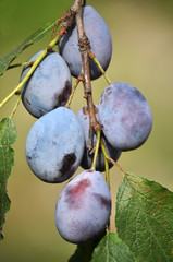 Tree branch with ripe fruit plums