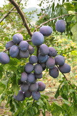 Tree branch with ripe fruit plums