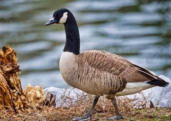 Obraz premium Geese