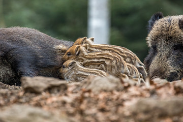 Rodzina dzików w lesie. © bchyla
