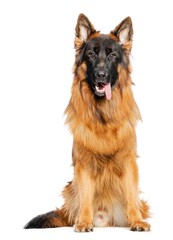 German Shepherd Dog  Isolated  on White Background in studio
