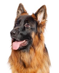 German Shepherd Dog  Isolated  on White Background in studio