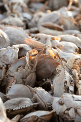 Empty crab shells making piles by Vistonida lake in Rodopi, Greece
