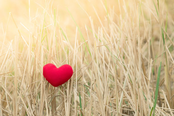 Little red heart pillow falls in the rice field after harvest.