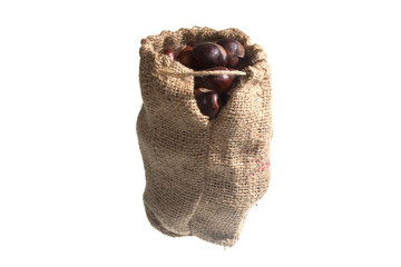 chestnut isolated on white background