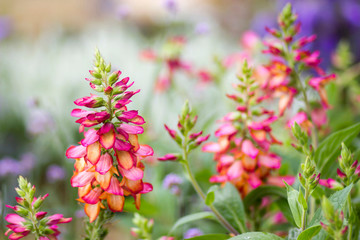 pink flowers in a garden