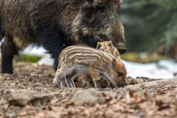 Rodzina dzików w lesie. © bchyla