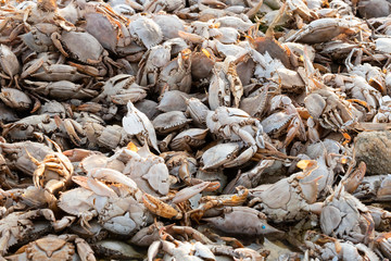 Empty crab shells making piles by Vistonida lake in Rodopi, Greece