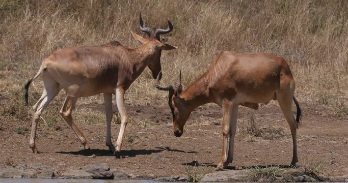 Hartebeest, alcelaphus buselaphus, Herd standing in Savanna, Adults, Nairobi Park in Kenya, Real Time 4K