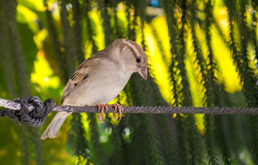 sparrow bird on feeder