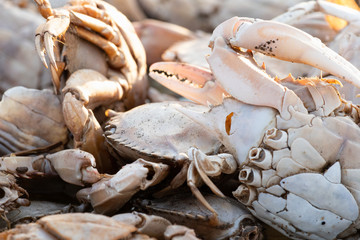 Details of empty crab shells making piles by Vistonida lake in Rodopi, Greece
