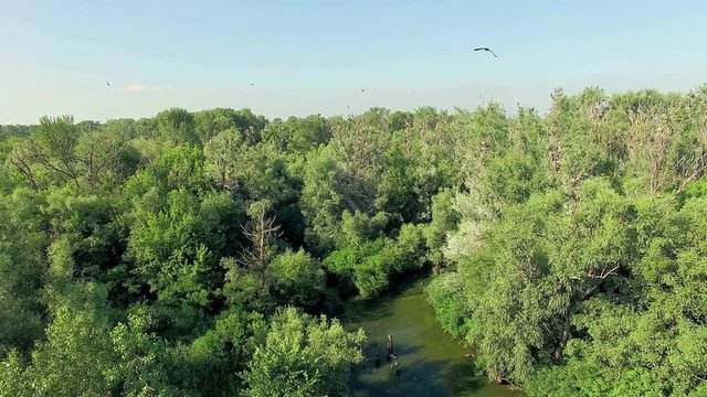 aerial view of river 4K, Very high view of swamp and river, Aerial view of mystical river with birds, aerial view of river and the islands 4K, forest and river
