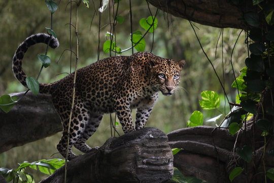 Portrait of leopard standing on tree branch