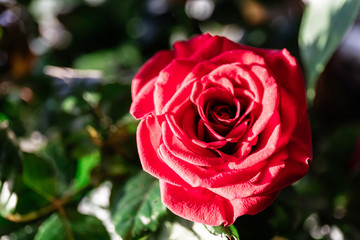 Red rose flower simbol of St. Valentine's Day
