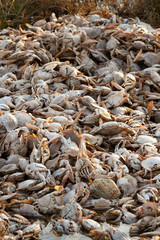 Empty crab shells making piles by Vistonida lake in Rodopi, Greece