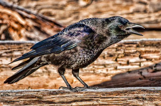 Portrait of a Cawing Crow, Canada