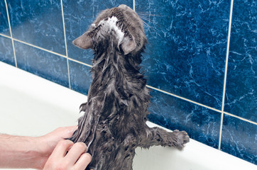 Bathing a gray cat in the bathroom