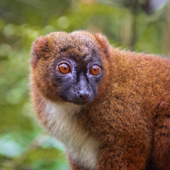 Close up portrait of adult female red-bellied lemur