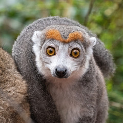 Close up portrait of an adult female  crowned lemur (Eulemur coronatus)