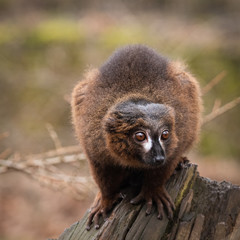 Portrait of adult male red-bellied lemur on a tree