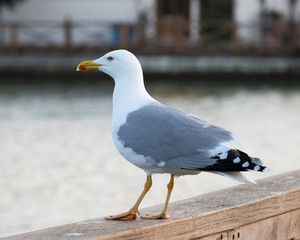 Side-face portrait of a seagull standing on a wooden fence