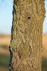 Fototapeta premium ein durch den Asiatischen Laubholzbockkäfer befallener Baum in Magdeburg in Deutschland. Der Käfer breitet sich etwa seit dem Jahr 2000 in Europa aus, und schädigt Laubbäume. 