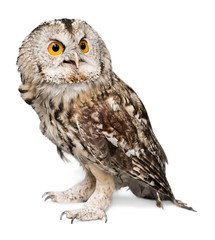 Eagle Owl