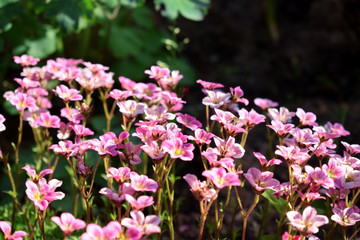Little pink flowers in a garden on a sunny day. Blooming moss