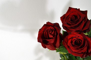 Three red rose on white background, for Valentine’s day