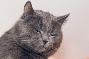 Portrait of a beautiful gray cat with eyes closed