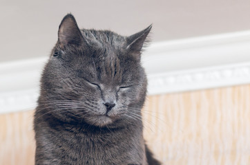 Portrait of a beautiful gray cat with eyes closed