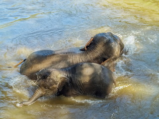 mammal elephant with her baby elephant bathing and playing in the river, Mae Taman Elephant Village, Chiang Mai, northern of Thailand.