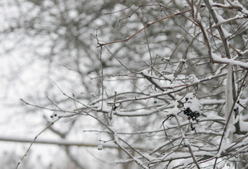 branch of a tree in winter