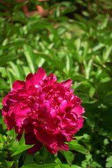 Vinous peony in a garden on a sunny day