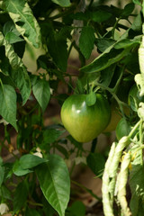 Green tomato is ripening on a branch under the sun rays