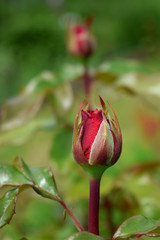 A bud of red rose in a garden on a sunny day