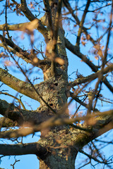 ein durch den Asiatischen Laubholzbockkäfer befallener Baum in Magdeburg in Deutschland. Der Käfer breitet sich etwa seit dem Jahr 2000 in Europa aus, und schädigt Laubbäume. 