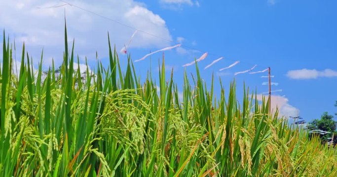 Rice plant with ripe grains on farmland in Asia