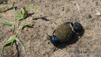dung beetles roll the ball