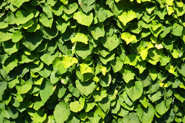 Lush growth of Dutchman's pipe vine (Aristolochia macrophylla)