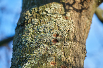 ein durch den Asiatischen Laubholzbockkäfer befallener Baum in Magdeburg in Deutschland. Der...