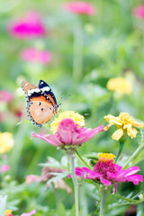 butterflies in a beautiful flower garden