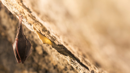 Close up small sleeping horseshoe bat covered by wings, hanging upside down on top of cold natural...